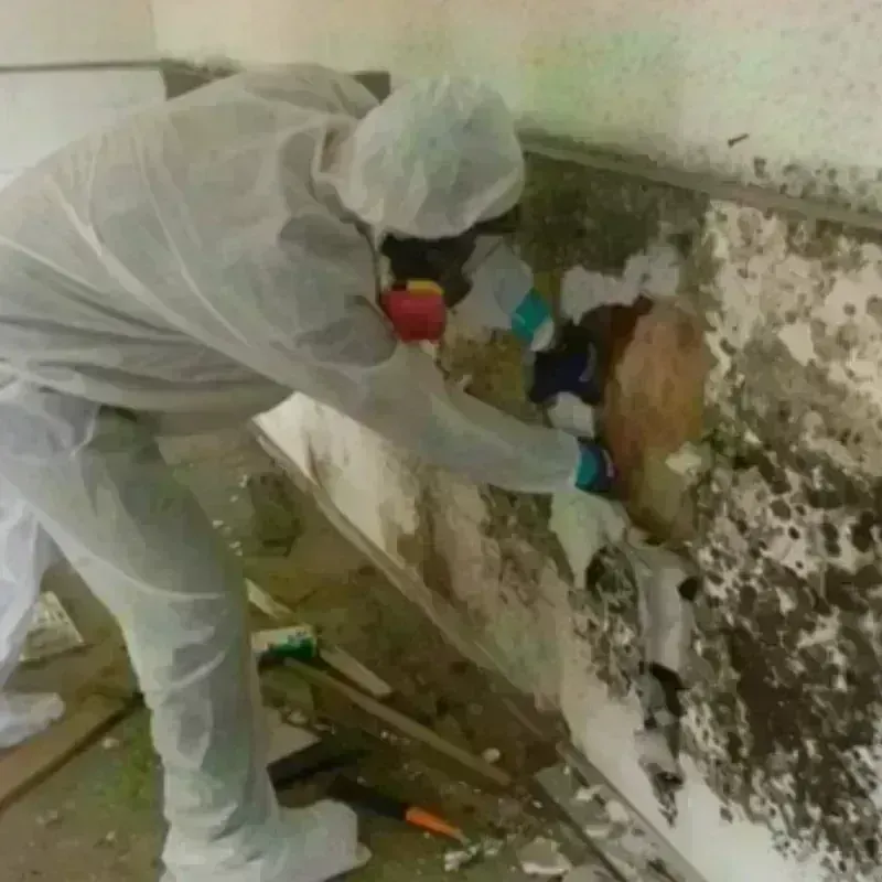 Mold Remediation and Removal in District Heights, MD